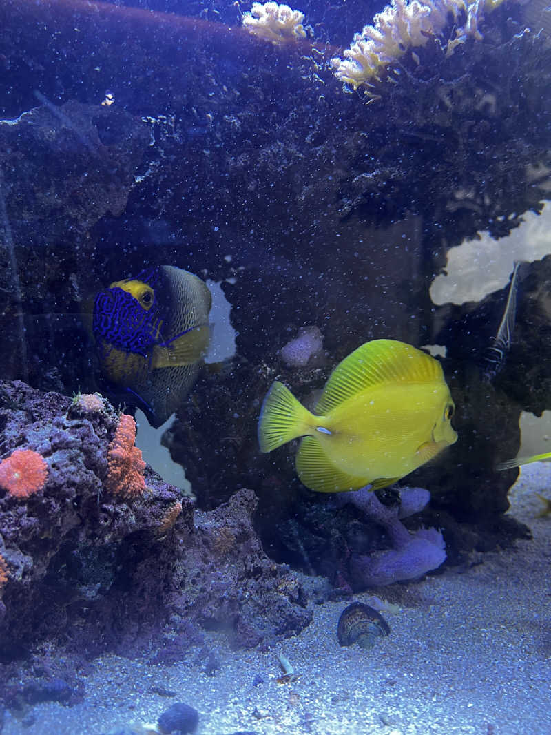 マッタリシタイさんのクアパレス藤のサ活写真