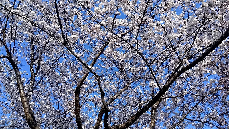 racoさんの林檎の湯屋 おぶ～のサ活写真