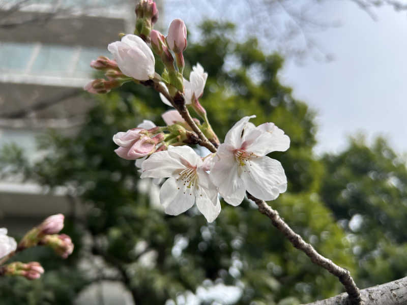 どんぐりさんの鷲の湯のサ活写真