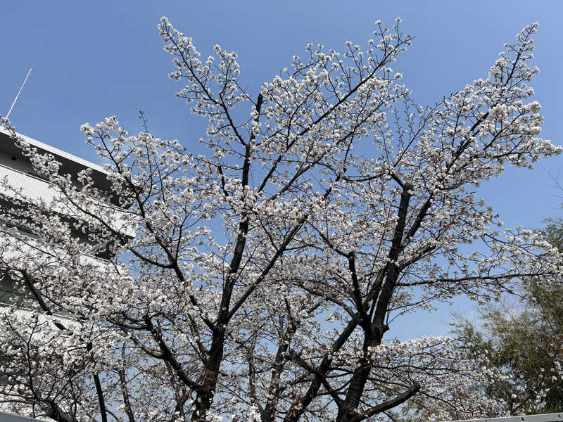 どんぐりさんのヨコヤマユーランド緑のサ活写真