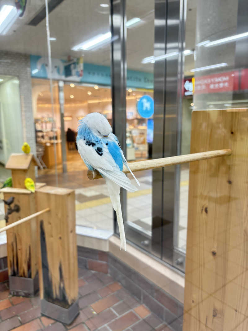 りぼんさんの湯の花江別殿のサ活写真