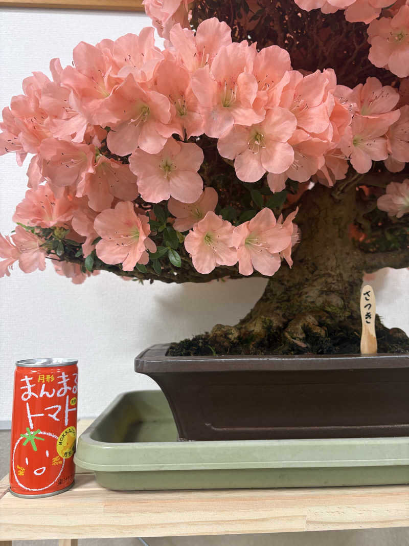 りぼんさんの大豊湯のサ活写真
