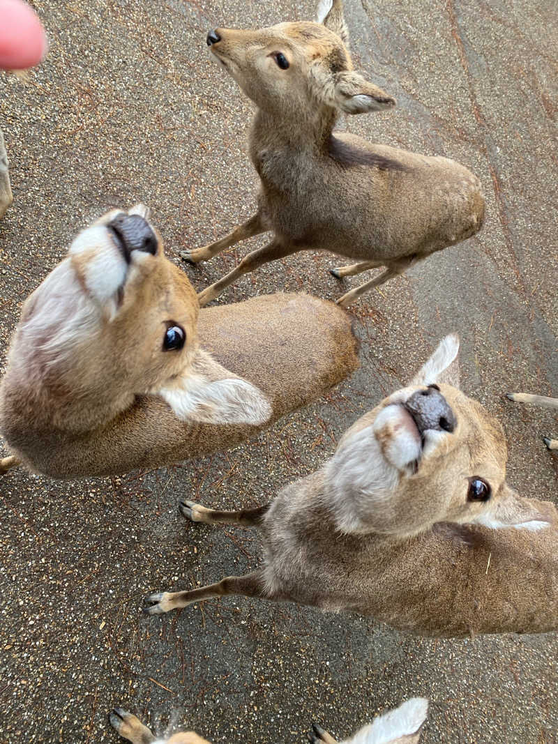 青のすみかさんの奈良健康ランドのサ活写真