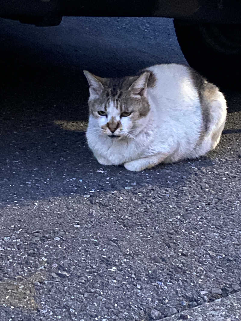 青のすみかさんの寿湯のサ活写真