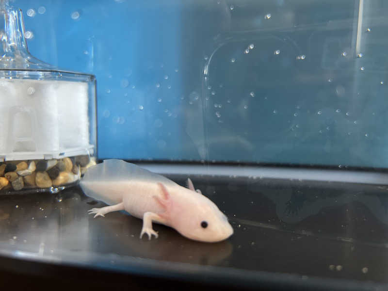 Guruさんのみずほ温泉千年の湯のサ活写真