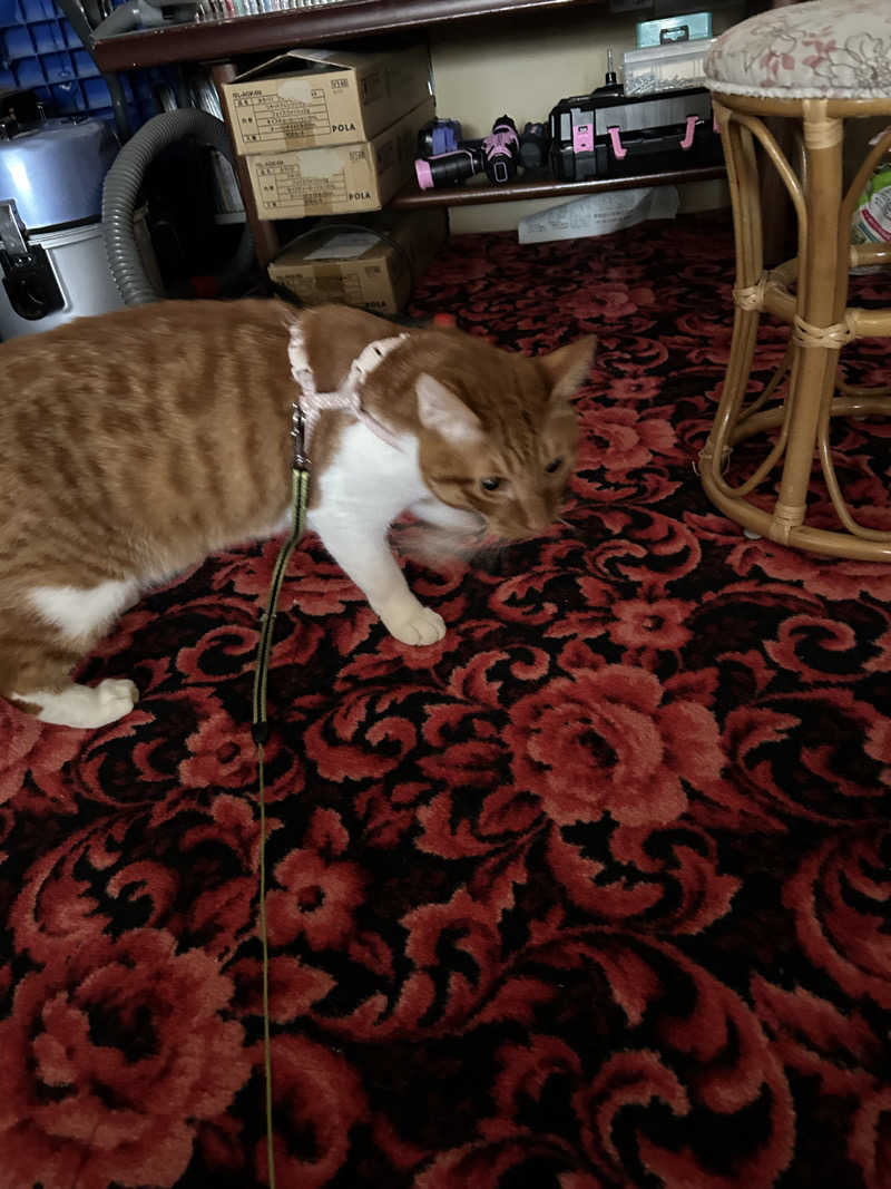 Guruさんの竜王ラドン温泉のサ活写真