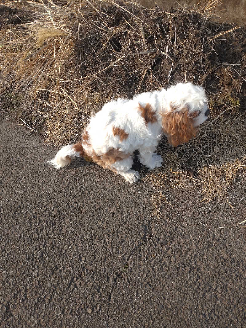 うめとらさんのスパぱうぱうのサ活写真