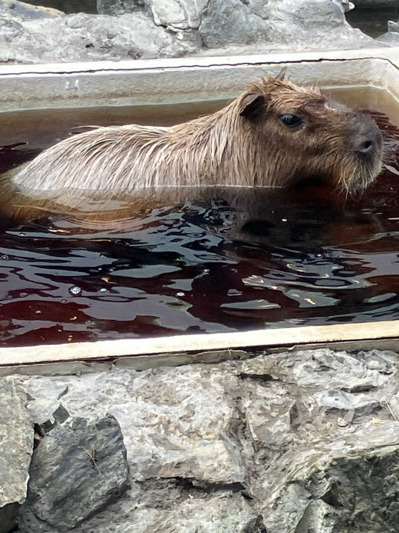 リフレ猫さんの石狩天然温泉 番屋の湯のサ活写真