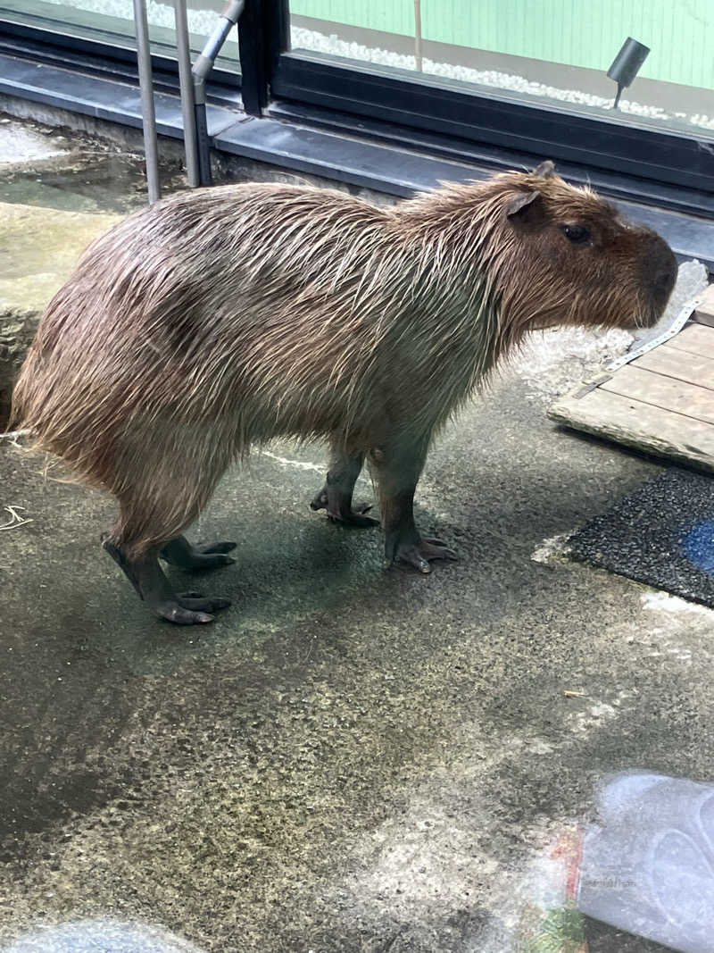 リフレ猫さんの石狩天然温泉 番屋の湯のサ活写真