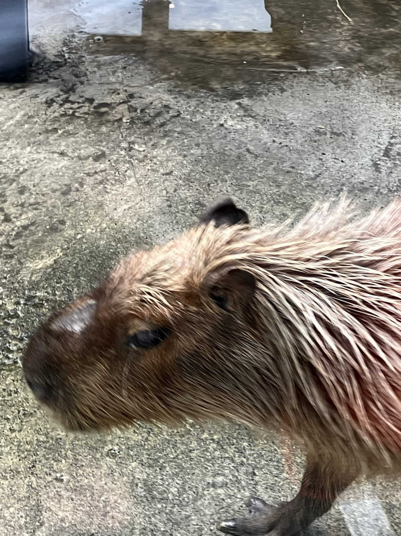 リフレ猫さんの石狩天然温泉 番屋の湯のサ活写真