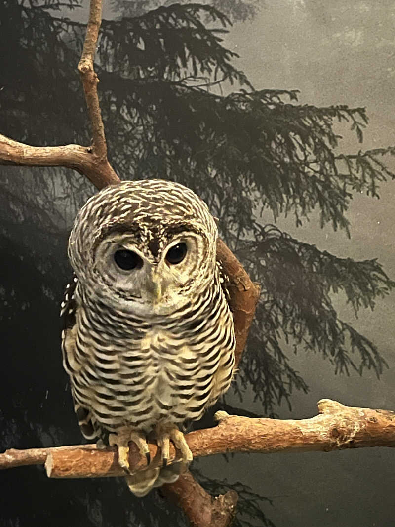 梟佐(Syuusuke)さんのカプセルホテル&サウナ 池袋プラザのサ活写真