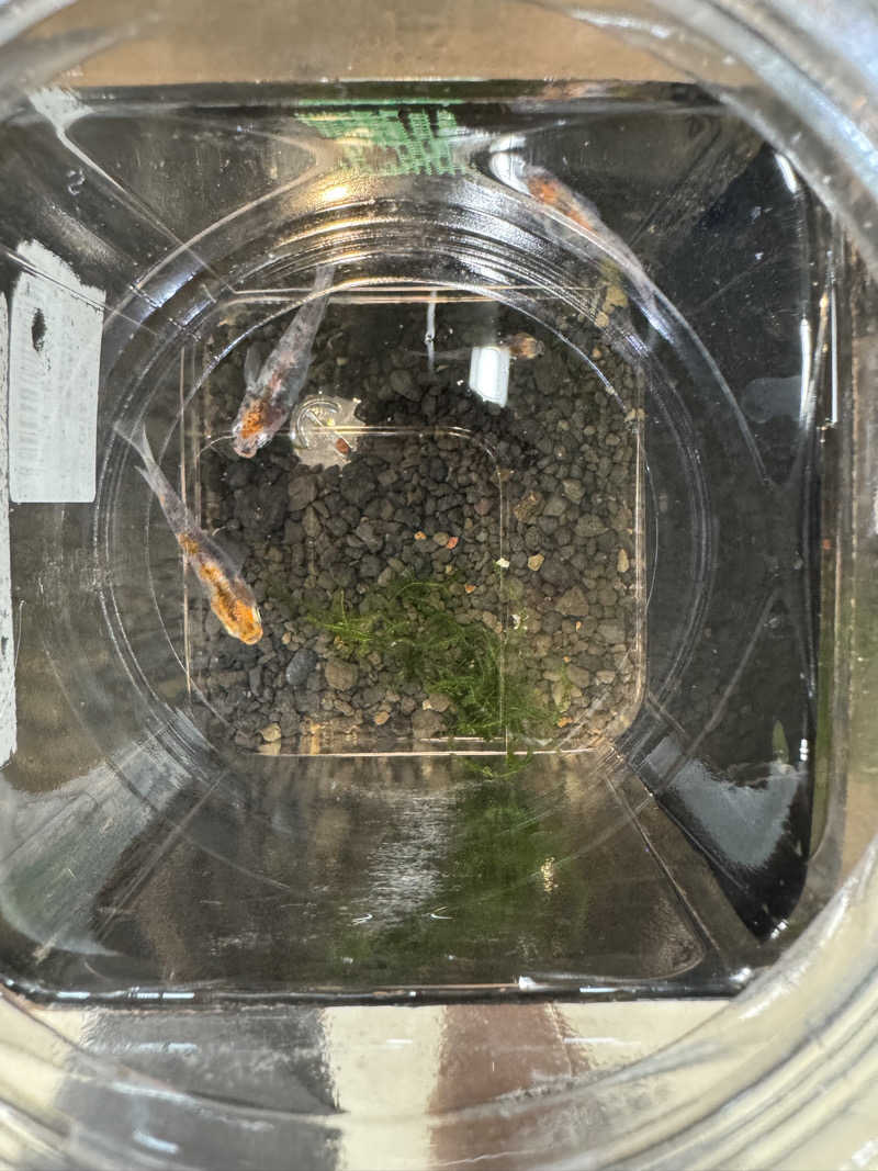 arturoさんの岐阜各務原 恵みの湯のサ活写真