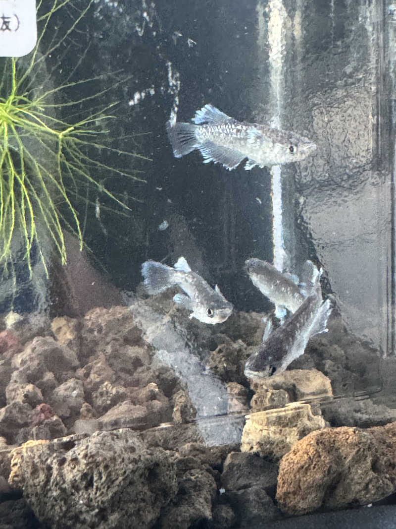 arturoさんの岐阜各務原 恵みの湯のサ活写真