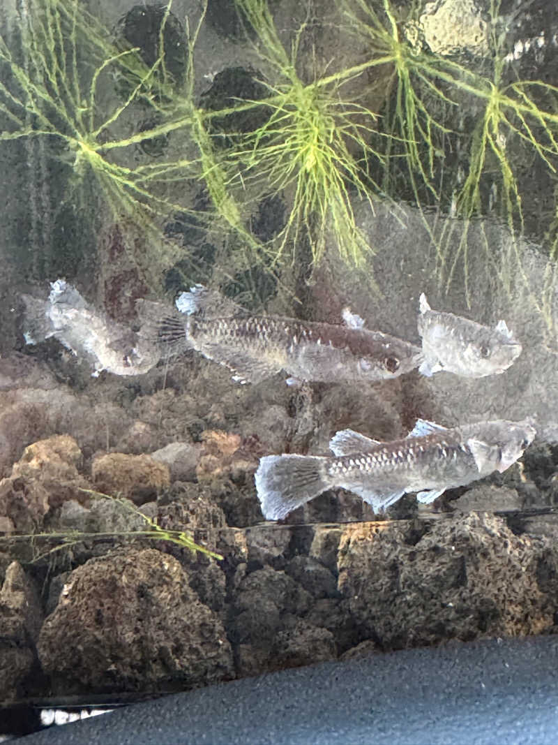 arturoさんの岐阜各務原 恵みの湯のサ活写真
