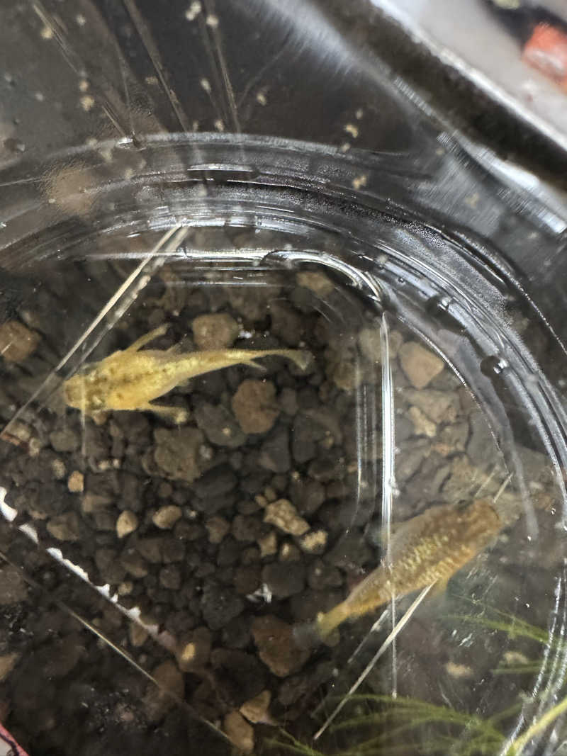 arturoさんの岐阜各務原 恵みの湯のサ活写真