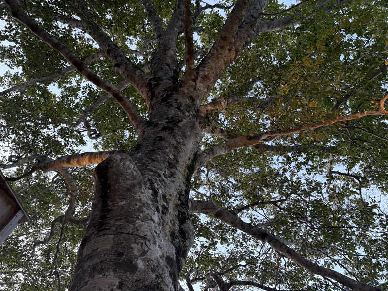 グリジ7さんの五色温泉オートキャンプ場のサ活写真