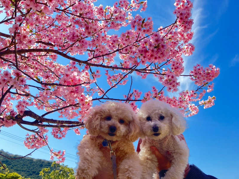 あまみゆうさんの蒼の湖邸 ビワフロント彦根のサ活写真