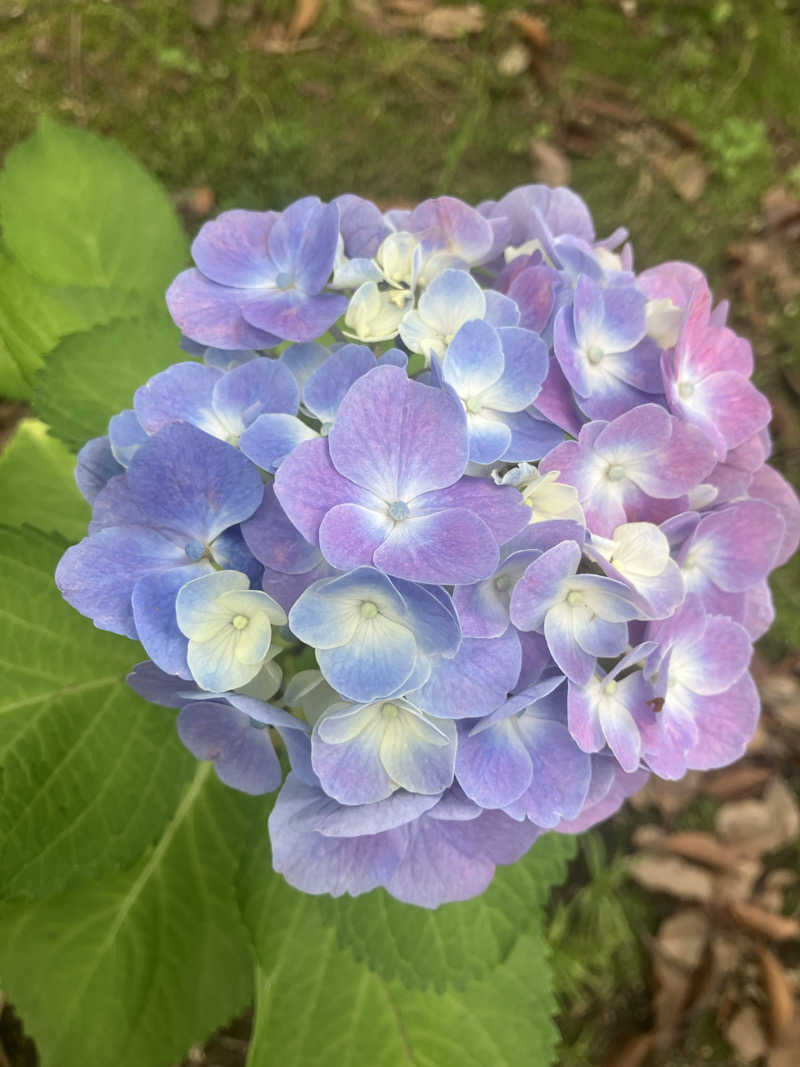 あまみゆうさんのゆうゆうのやかたのサ活写真