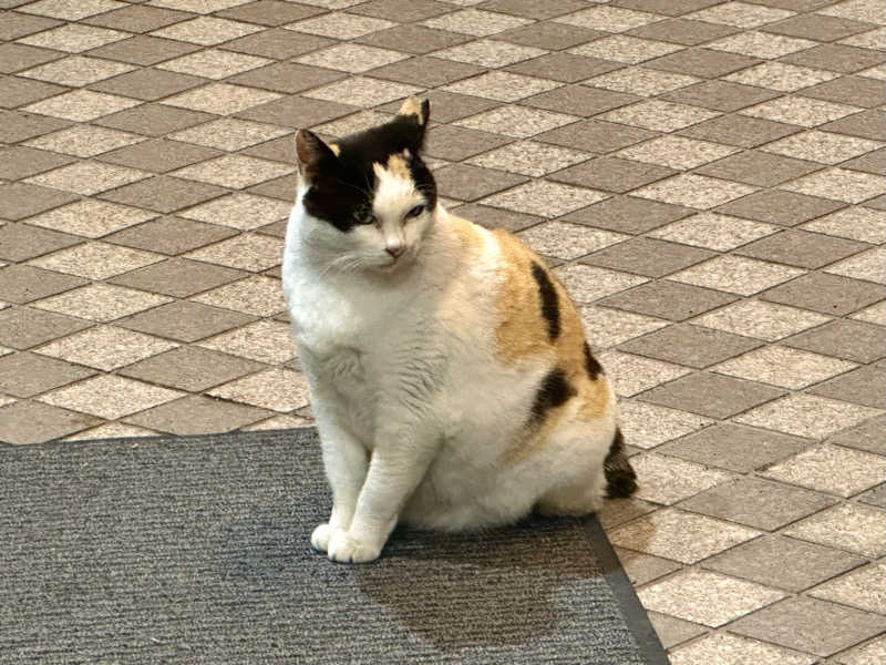 〇〇と熱気は高いところがお好きさんの湯あそびひろば 川内温泉のサ活写真