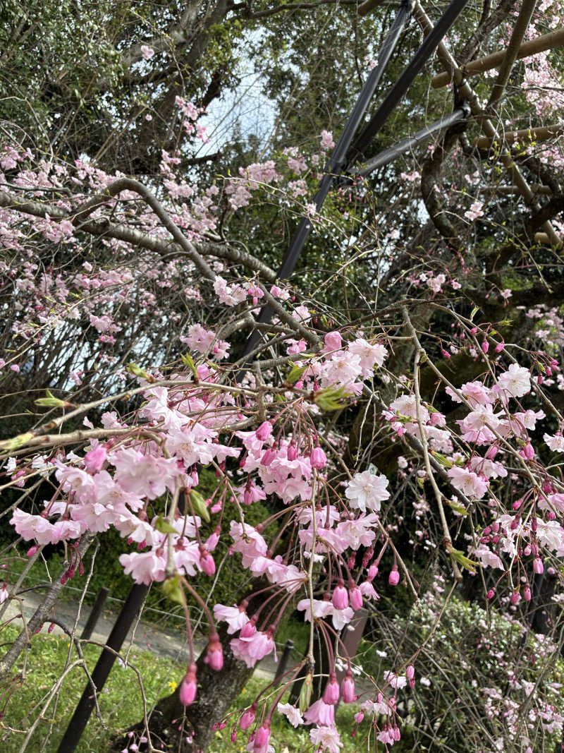 ちっちのすけさんの鴨川湯のサ活写真