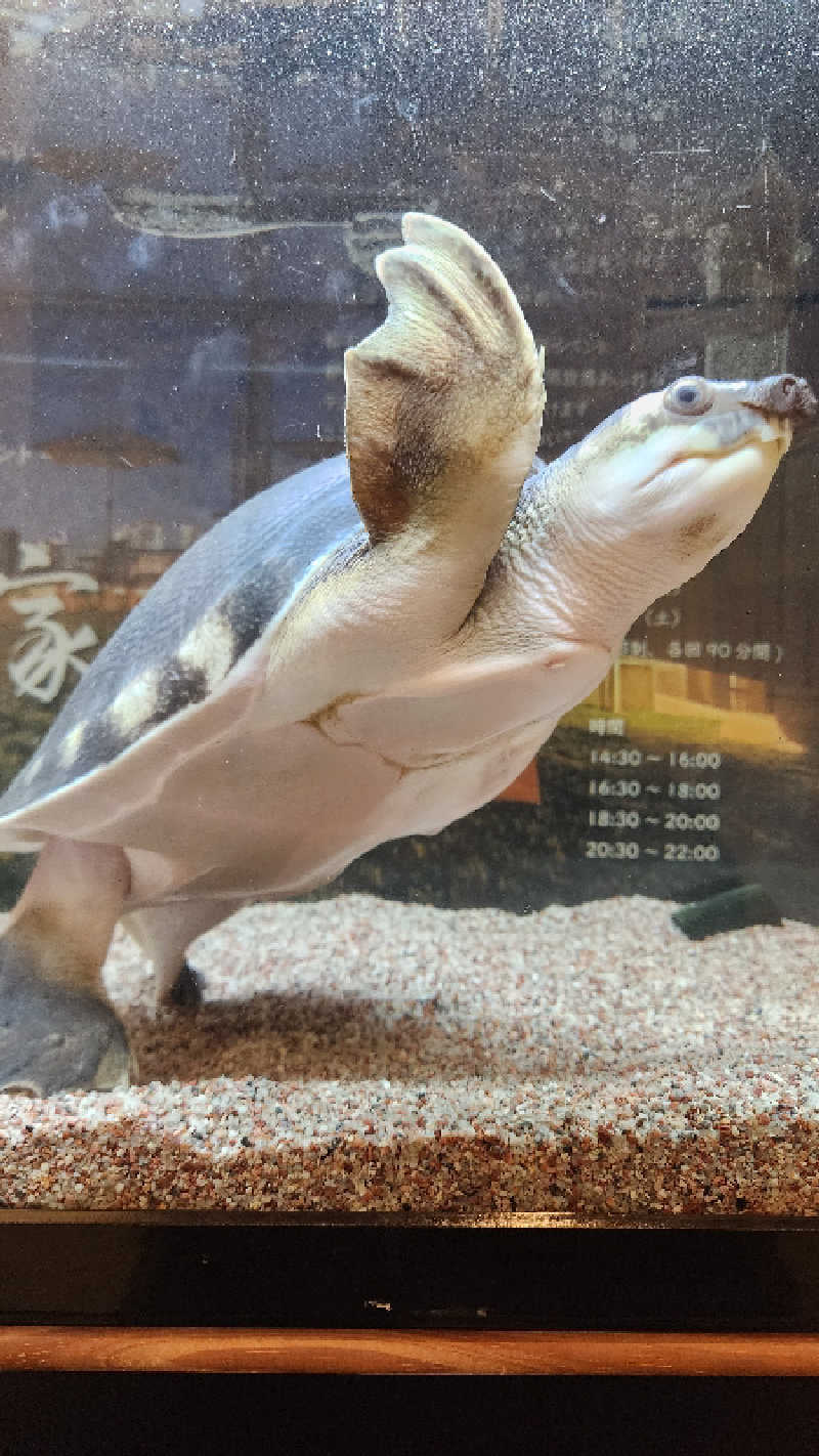 オロポンさんの松本湯のサ活写真