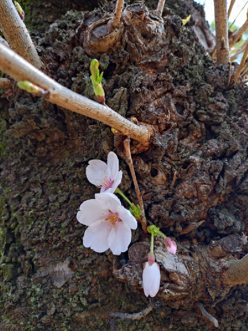 junjunsaunaさんの町田市立室内プール「町田桜の湯」のサ活写真