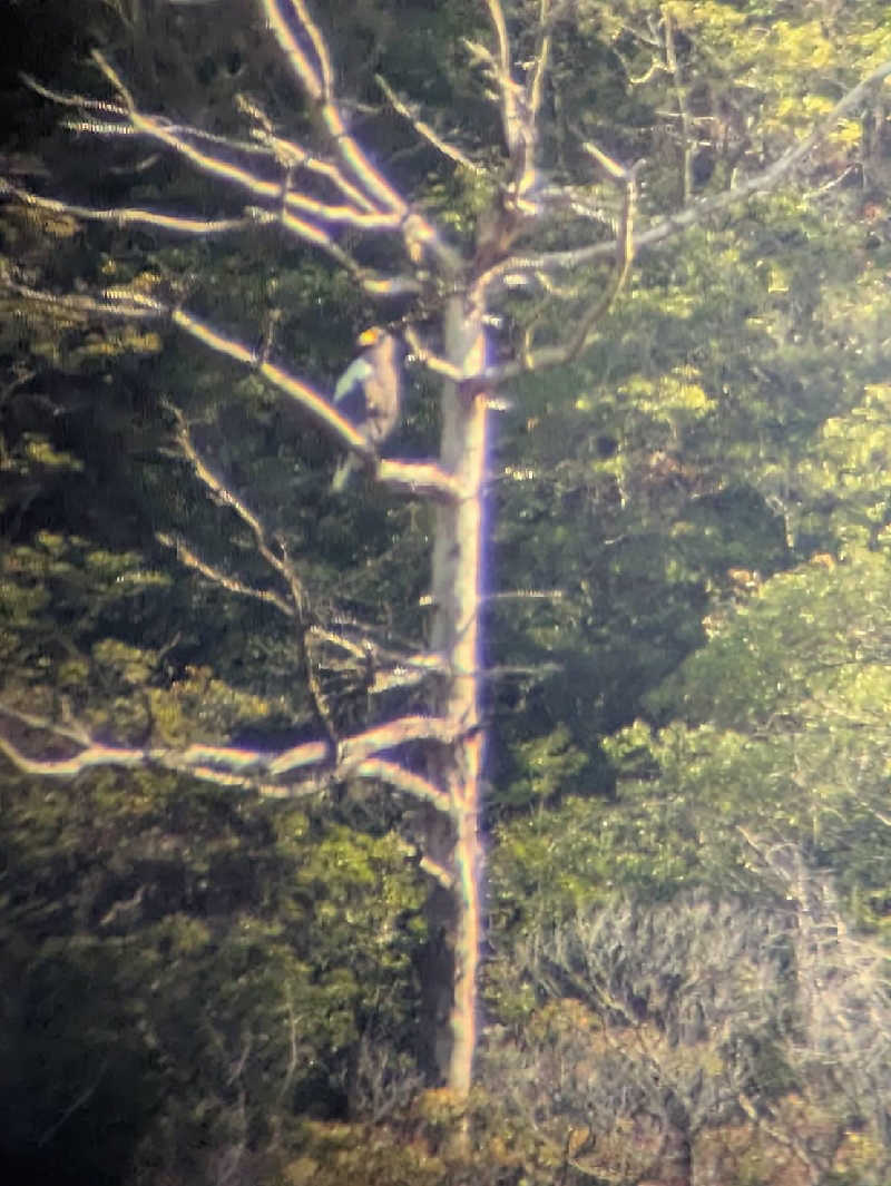 秘湯って魅力的👧さんのDOGA SAUNAのサ活写真