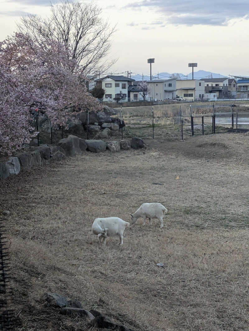 老眼監督さんの花湯スパリゾートのサ活写真