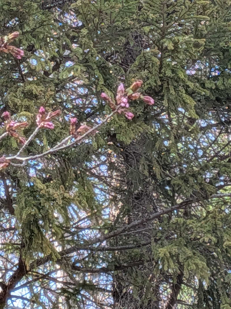 ひなこさんの湖畔のSAUNAのサ活写真