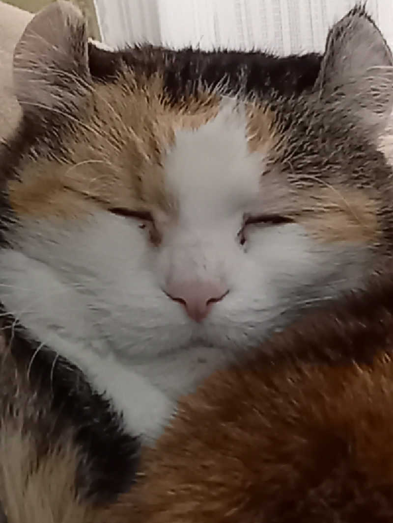 素人サウナーさんの春日井温泉のサ活写真