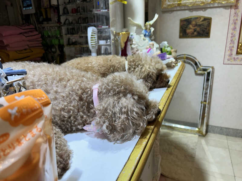 かざあな寒河江さんのクアパレスのサ活写真