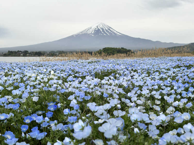 かざあな寒河江さんの足柄浪漫館 あしがら湯のサ活写真