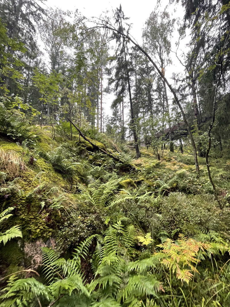 仁左衛門さんのCafe Kuusijärviのサ活写真