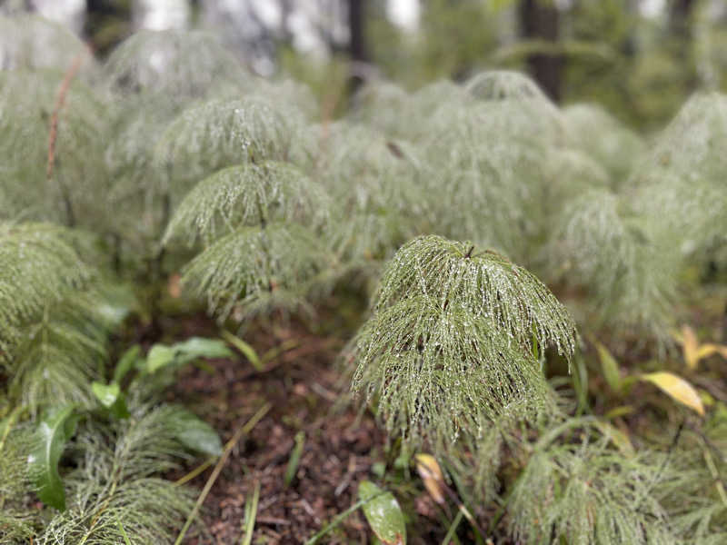 仁左衛門さんのCafe Kuusijärviのサ活写真