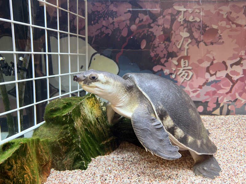 納豆さんの松本湯のサ活写真