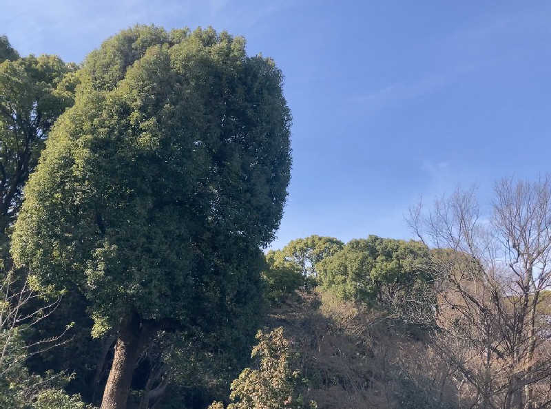 おさやさんの豊島園 庭の湯のサ活写真