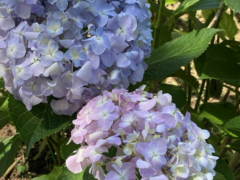 そらまめさんの絶景露天風呂の宿 銀波荘のサ活写真