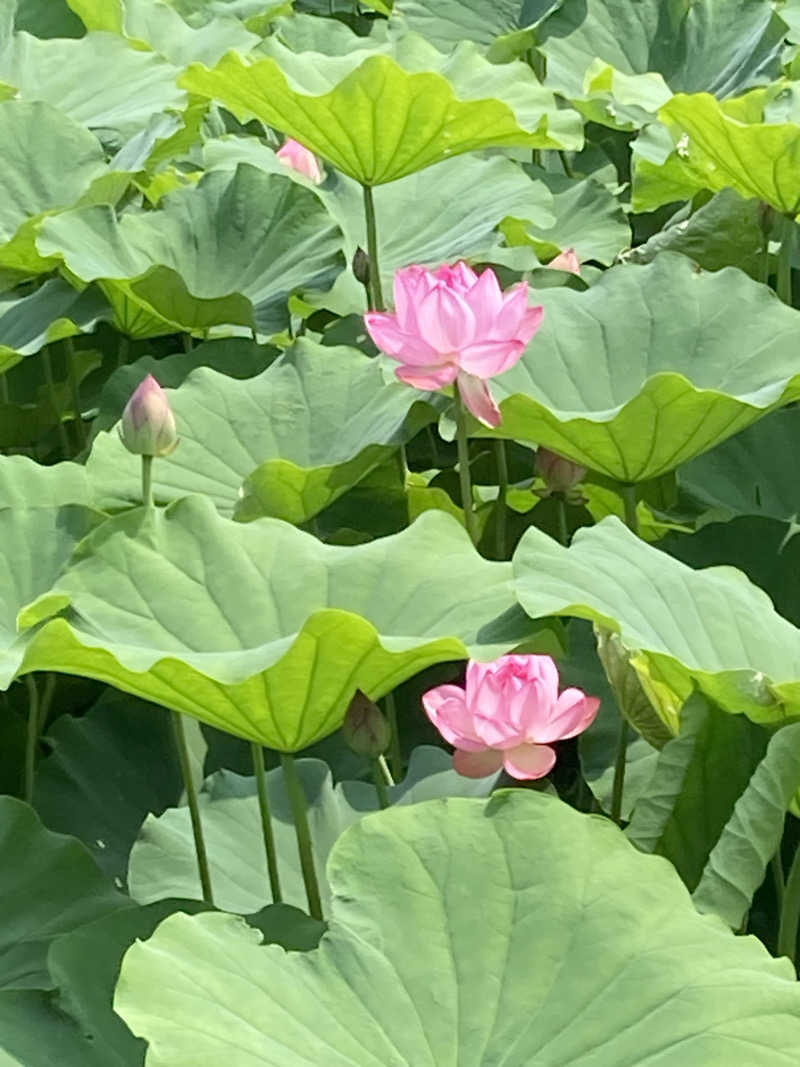 そらまめさんの善光の湯 ドーミーイン長野のサ活写真