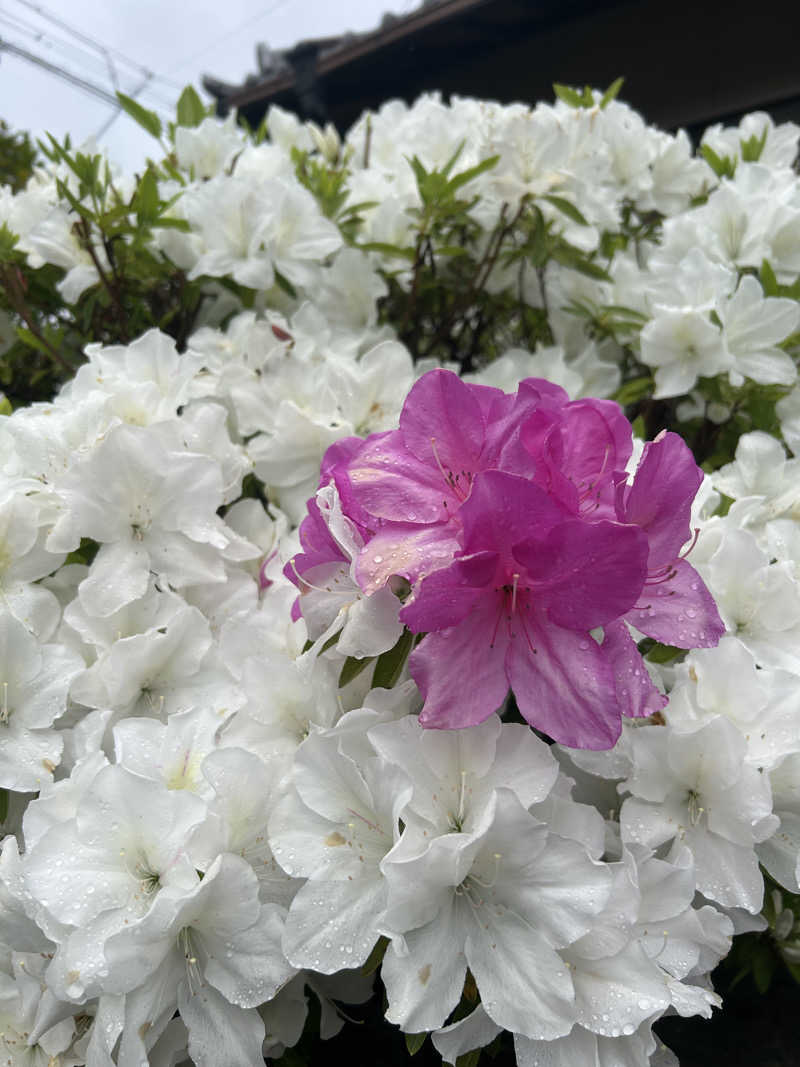 yamakyoさんのワットホテル&スパ 飛騨高山のサ活写真