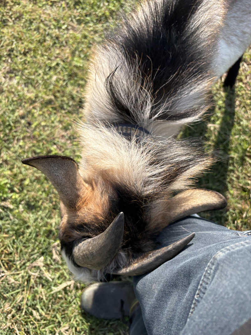 sauna_hoppyさんの天神岬温泉しおかぜ荘のサ活写真