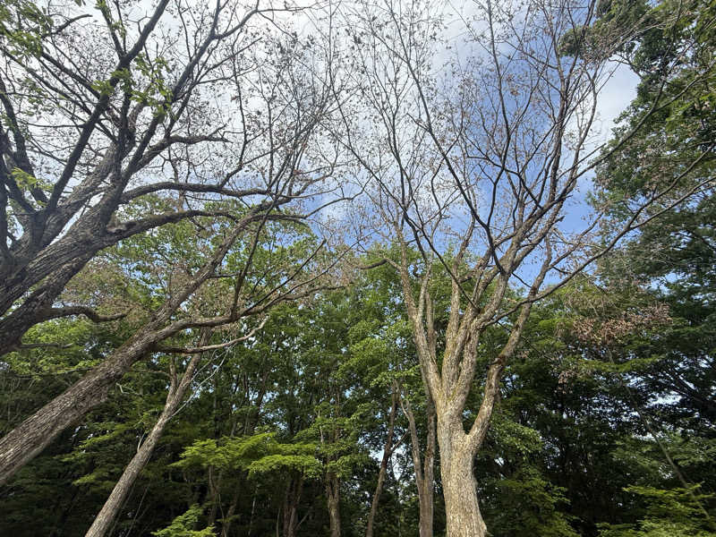 fufumimiさんのsauna9 新潟妙高高原のサ活写真