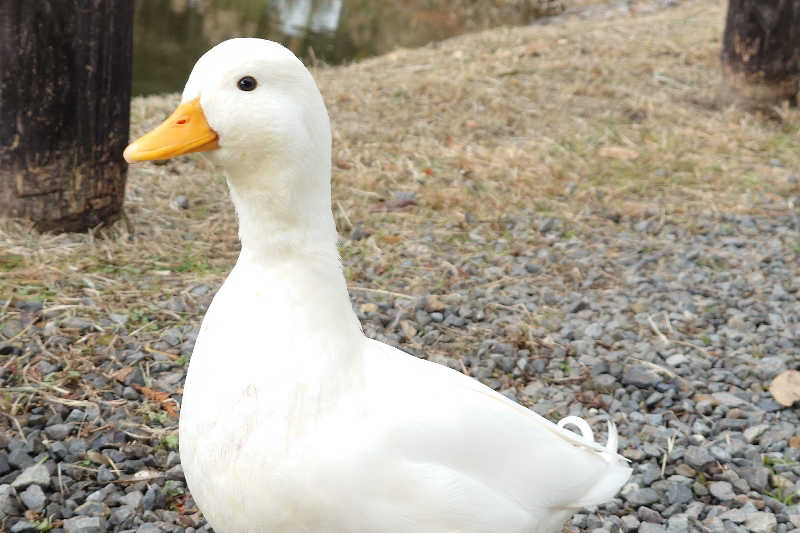 サウナ用渡り鳥さんの蓬の郷のサ活写真