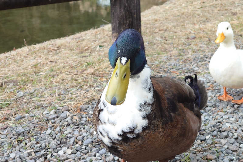 サウナ用渡り鳥さんの蓬の郷のサ活写真