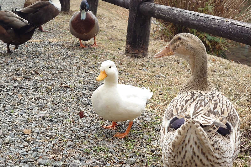サウナ用渡り鳥さんの蓬の郷のサ活写真