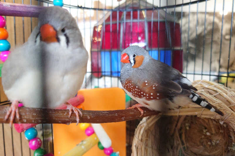 サウナ用渡り鳥さんの幸福温泉HappyYouのサ活写真