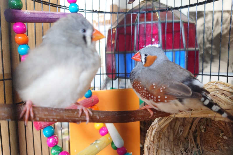 サウナ用渡り鳥さんの幸福温泉HappyYouのサ活写真