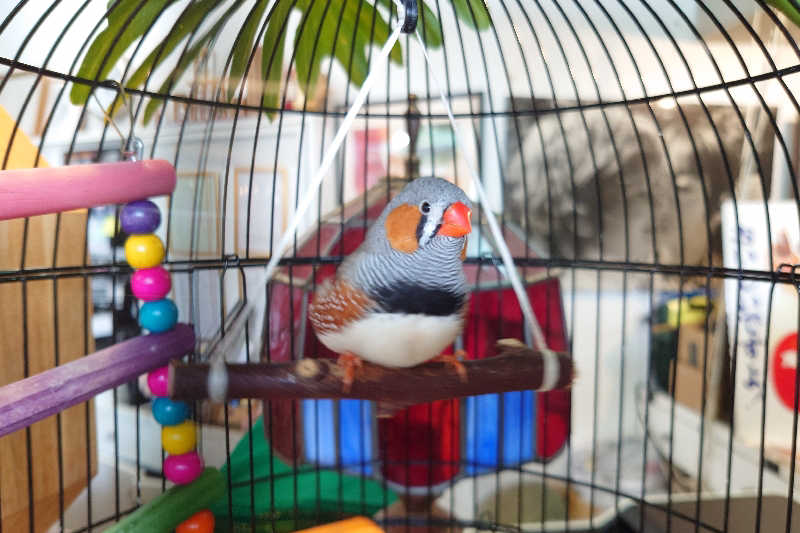 サウナ用渡り鳥さんの幸福温泉HappyYouのサ活写真