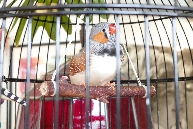 サウナ用渡り鳥さんの幸福温泉HappyYouのサ活写真