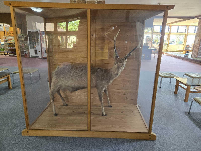 SNSサウナーさんのおおびらき温泉のサ活写真