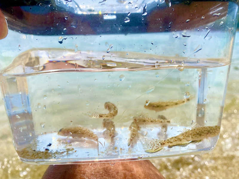 にわかサウナ〜PINE🥳(まっちゃん)さんのいやだに温泉大師の湯のサ活写真